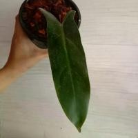 ราคา philodendron mexicanum กระถาง 5 นิ้ว ฟิโลเดนดรอน # แม็กซิคัน # ฟิโลเดนดรอน เม็กซิกันัม (1732299298416854642)