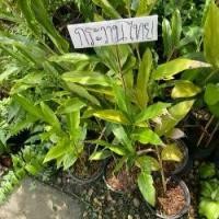 ราคา ต้นกระวานไทย กระวานขาว กระวานเทศ ต้นกล้าพร้อมปลูก กระถาง 6 นิ้ว สูงประมาณ 20-30 เซน (1732230577268819954)