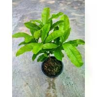 ราคา COD ต้นเข็มโบราณ ดอกสีขาว ดอกหอม กระถาง 6 นิ้ว(ส่งพร้อมกระถาง)พันธุ์ไม้หายาก (1732307326667687397)