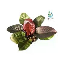 ราคา แนะนำ สินค้าดี กุมารดำเรียกทรัพย์ไซส์ใหญ่ กระถาง 11 นิ้ว (1732680752875996375)