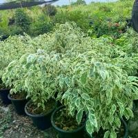 ราคา ต้นไทรเกาหลีด่าง (จำนวน 2 ต้น) กระถาง 11 นิ้ว สูง 40-50 เซนติเมตร (1730237516921014953)