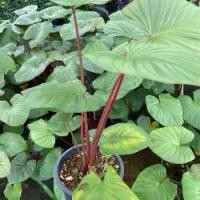 ราคา ต้นเสน่ห์จันทร์แดง ไม้ประดับ ไม้มงคล เมตตามหานิยม กระถาง 6 นิ้ว สูง 20-30 เซน (1732239372595857394)