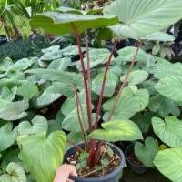 ราคา ต้นเสน่ห์จันทร์แดง ว่านเสน่ห์จันทร์แดง ไม้ประดับ ไม้มงคล เมตตามหานิยม กระถาง 6 นิ้ว สูง 20-30 เซน (1732239421014444018)