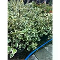 ราคา ต้นหัวใจเศรษฐี หัวใจสาลิกา ไม้แดด กระถาง 8 นิ้ว (1732674296143316057)