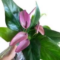 ราคา หน้าวัวสีม่วงแคระ ดอกเล็กซิซู หน้าวัว zizou สีม่วงพาสเทล กระถาง5_6นิ้ว2ต้น (1731795253037730291)