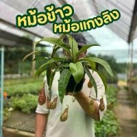 ราคา ต้นหม้อข้าวหม้อแกงลิง กระถาง6นิ้ว (1731985602307262008)