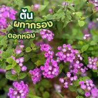 ราคา ต้นดอกผกากรองดอกหอม สีม่วง กระถาง11นิ้ว (1731818729769567800)