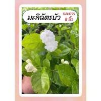 ราคา จัดส่งเฉพาะจุด มะลิฉัตรบัว ฉัตรดอกบัว มะลิโบราณ หอมมาก ทนแดด ออกดอกทั้งปี กระถาง8นิ้ว (1731659972157146909)