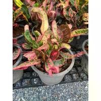 ราคา โกสน สวยๆ กระถาง8" พร้อมจัดส่ง (1732698210062795983)