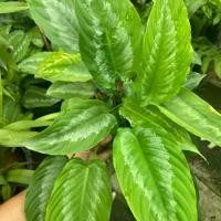 ราคา ต้นกวักพระพรหม ใบด่าง ไม้มงคลโบราณหายาก กระถาง 6 นิ้ว สูง 20-40 เซนขึ้นไป (1732616669426190322)