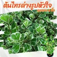 ราคา [พร้อมส่ง] ต้นไทรด่าง ไทรด่างรูปหัวใจ กระถาง 6 นิ้ว(ส่งพร้อมกระถาง) (1732259217496507897)