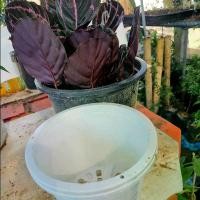 ราคา กระถาง11นิ้ว+ใส่ต้นนกยูงลำแพนสีแดง (1729852735294966251)