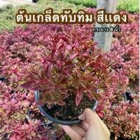 ราคา ต้นเกล็ดทับทิมสีแดง กระถาง 6 นิ้ว (1732666685545875213)