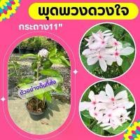 ราคา ต้นพุดพวงดวงใจ #พุดชมพู #กระถาง 11 นิ้ว (1732421599333681076)