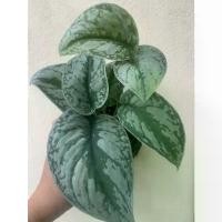 ราคา ขายดี พลูหัวใจแนบ หรือ แนบอุรา( ยาวพร้อมเลื้อย ) กระถาง 4 นิ้ว Scindapsus pictus Hassk. Argyraeus (1732599510942123963)