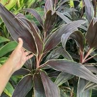 ราคา หมากผู้หมากเมีย ใบแดงเขียวไม้มงคลประดับ กระถาง 6 นิ้วสูง 30 เซนต์ขึ้นไป ต้นกล้าพร้อมปลูก (1732715859245107186)