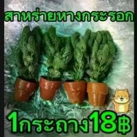 ราคา สาหร่ายหางกระรอก1กระถาง มี10ต้น (1732746246968804940)