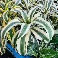 ราคา วาสนา บารมี วาสนาบารมีทอง กระถาง 11 นิ้ว ไม้มงคลฟร์อมสวย ต้นวาสนาบารมีทอง วาสนาด่าง ต้นไม้มงคล ง ต้นไม้มงคล เสริมบารมี เงินทองไหลมาเทมา ค้าขายร่ำรวยเงินทอง ปลูกในบ้านอยู่เย็นเป็น (1732224554287007225)