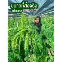 ราคา เฟิร์น สไบนาง กระถาง 11 นิ้ว (1729753491605851045)
