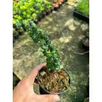 ราคา ต้นตะโกหนูใบกลม กระถาง4นิ้ว COD (1732279106666202974)