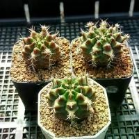 ราคา ยิมโนด่างไม้ชำหน่อ เซ็ต 3 กระถาง (1732325940862092684)