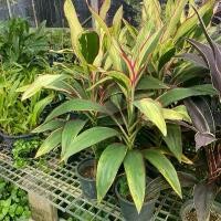 ราคา ต้นหมากผู้หมากเมีย ใบเขียวด่างขอบแดง ไม้ประดับ กระถาง 6 นิ้ว สูง 30 เซนขึ้นไป ประดับเป็นไม้มงคล (1732715777791199218)