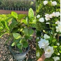 ราคา ต้นพุดทูอินวันแคระ ดอกใหญ่ มีกลิ่นหอม กระถาง11นิ้ว ฟอร์มสวย พร้อมส่ง ต้นไม้มงคล ทนแดด ออกดอกตลอดปี (1732119462666602402)