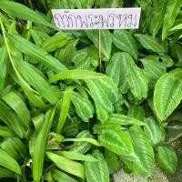 ราคา ต้นกวักพระพรหม ไม้มงคลโบราณหายาก กระถาง 6 นิ้ว สูง 20-40 เซนขึ้นไป (1732592825352357874)