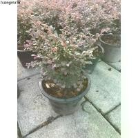 ราคา จัดส่งเฉพาะจุด ต้นหงส์ฟู่ หรือ ต้นมั่งมีศรีสุข ไม้มงคล กระถาง 11"-8" (1732381627545847132)