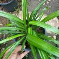 ราคา ต้นเศรษฐีน้ำเต้าทอง ไม้มงคลหายาก โบราณ กระถาง 6 นิ้ว สูง 10-20 เซนขึ้นไป (1732592832059508722)