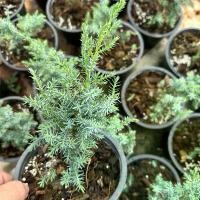 ราคา สนบลูแอลป์(สนมังกรฟ้า) กระถาง 6 นิ้ว (1731426228771718740)