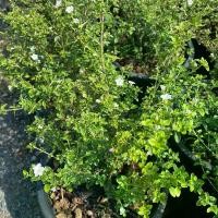 ราคา ต้นข้าวตอกพระร่วง#ดอกสีขาว#กระถาง 11 นิ้ว (1730346126607617004)