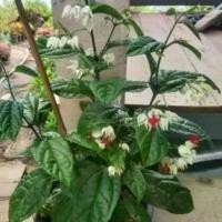 ราคา ต้นมังกรคาบแก้ว(ส่งพร้อมดอก) ไม้เลื้อย ไม้เสริมโชคลาภ กระถาง11นิ้ว (1731548234878846889)