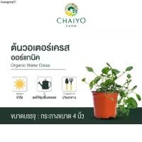 ราคา คลังสินค้า ต้นวอเตอร์เครส ออร์แกนิค Organic Water Cress กระถาง 4 นิ้ว (1732619475695600659)