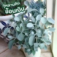 ราคา กุหลาบหิน ช้อนเงิน กระถาง6นิ้ว (1731987910800541240)
