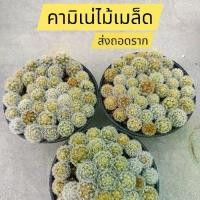 ราคา คามิเน่ไม้เมล็ด กระถาง 6 นิ้วส่งถอดราก (1731768652104566686)