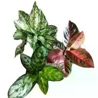 ราคา เซตต้น ทรัพย์มงคลแดง+เพชรน้ำหนึ่ง+ตวงเงินตัวทอง 3กระถาง (1730987185887546098)