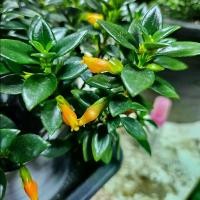 ราคา กระถาง5 นิ้ว + ต้นปลาเงินปลาทอง (1729741833564818236)