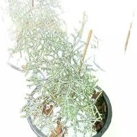 ราคา สนบลูไอซ์ กระถาง 5 นิ้ว #สนบลูไอซ์" #Cupessus glaba 'Blue Ice' #ต้นสนสีบลูตัวท็อป เหมือนมีเกล็ดผลึกหิมะ เกาะอยู่ตลอดเวลา สวยเด่นสะดุดตา ต้นใหญ่ โตช้า ทนแดด ทนฝน #สนบลูไอซ์ (1732283721316009465)