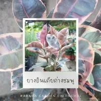 ราคา ยางอินเดียด่างชมพู กระถาง 4" (3ต้น/กระถาง) สูงประมาณ 40 cm (1731748099038152951)