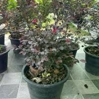 ราคา ต้นหงส์ฟู่ หรือต้นมั่งมีศรีสุข กระถาง 11 นิ้ว (1732797725544843056)