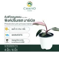 ราคา ต้น ฟิโลเดนดรอน พิงค์ปริ๊นเซส และ ไวท์ ปริ๊นเซส มาร์เบิล กระถาง 4 และ 6 นิ้ว Philodendron pink princess and White marble (1732568461926302955)