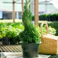 ราคา สนมังกร Juniperus Chinensis กระถาง 10 นิ้ว สนประดับต้นคริสมารต์ ทรงสวยมาก ไม้ประดับ (1730968804291872974)