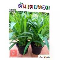 ราคา ต้นใบเตยหอม ต้นเตยหอม กระถาง6" ออกรากแล้ว ขายร้อน (1732646952656602770)