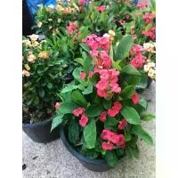 ราคา โป๊ยเซียนแคระ กระถาง6" ไม้มงคลเสริมดวงเฮงๆมี 3สีให้เลือกปลูกจ้า ขายดี (1732780594097522145)