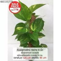 ราคา ต้นพลูด่างยักษ์ กระถาง 6 นิ้ว (Epipremnum aureum) ไม้ฟอกอากาศ พร้อมเสาใยมะพร้าว ความสูง 55 ซม. (1731318774455567568)