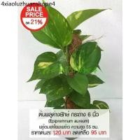 ราคา ต้นพลูด่างยักษ์ กระถาง 6 นิ้ว (Epipremnum aureum) ไม้ฟอกอากาศ พร้อมเสาใยมะพร้าว ความสูง 55 ซม. (1731191208988608089)