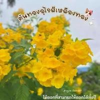 ราคา ต้นทองอุไรสีเหลืองทอง กระถาง 11 นิ้ว (1731118094513637799)