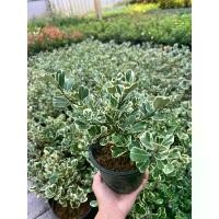 ราคา คลังสินค้า ต้นหัวใจเศรษฐี สาริกาด่าง/ไทรใบหัวใจด่าง ไม้มงคลนิยม กระถาง 6 นิ้ว ไม้มงคล ไม้ประดับ (1732003402201924634)