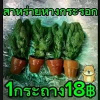 ราคา สาหร่ายหางกระรอก1กระถาง มี10ต้น (1732752896541689849)